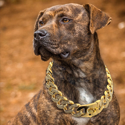 VVS Jewelry hip hop jewelry Medium/Large Gold Cuban Link Dog Collar